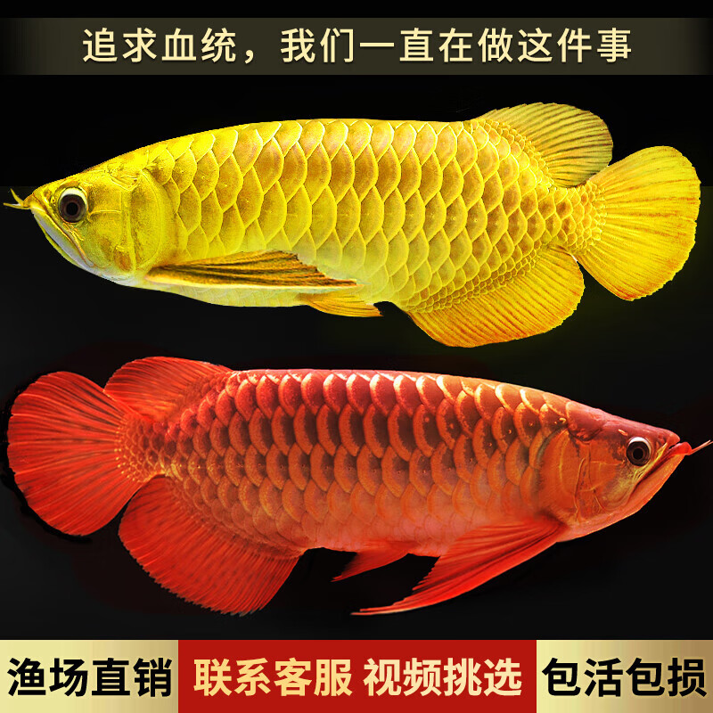 酷牧 金龙鱼活鱼金头蓝底过背高背金龙水族活体鱼热带鱼观赏鱼 纯种