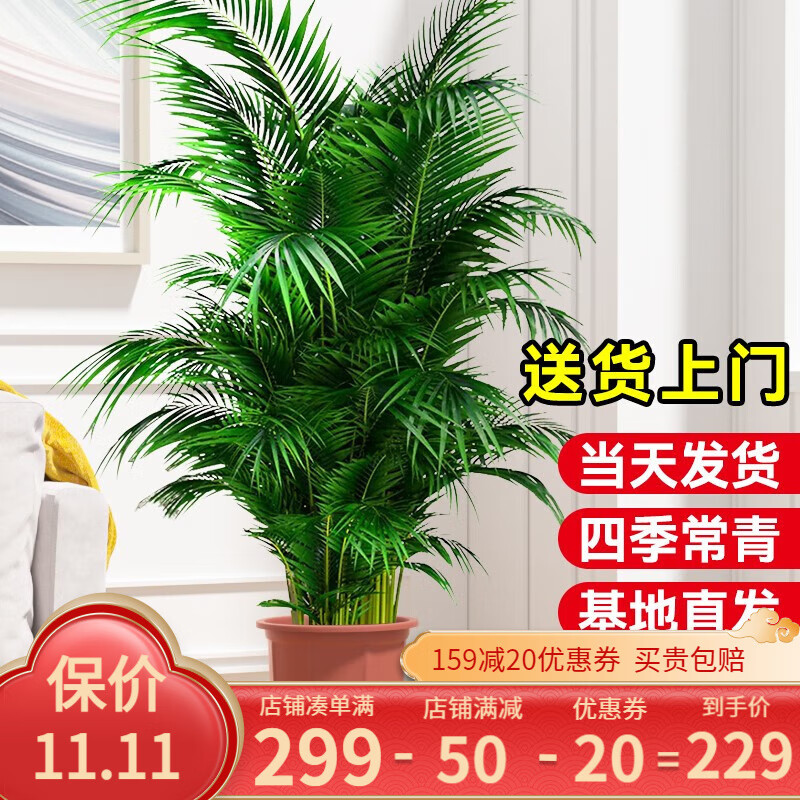 临雅 散尾葵盆栽大型绿植物凤尾竹办公室内客厅除甲醛好养活落地盆景 散尾葵高1.3-1.6m原盆高性价比高么？