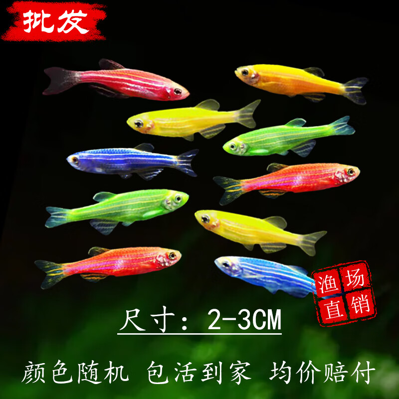 冷水观赏鱼淡水金鱼好养易活七彩糖果小型鱼 彩色斑马鱼5条 1条备损