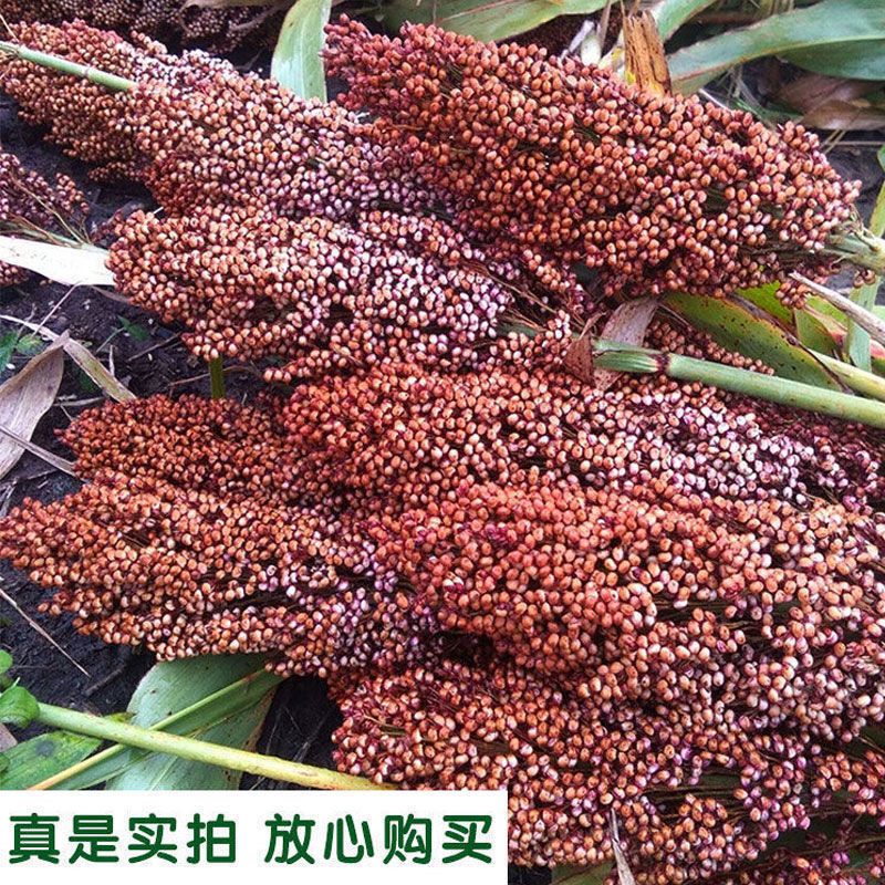 京都铁杆一百矮杆酒糯高粱红高粱种子早熟东北酿酒高粱籽抗病抗倒