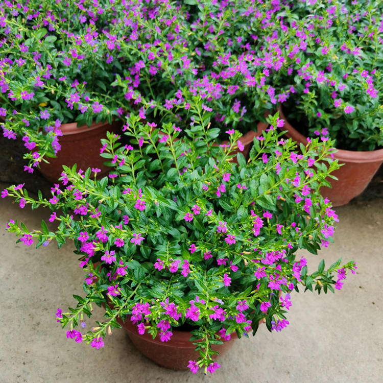 大叶满天星盆栽带花苞四季开花室外阳台耐热耐晒花苗新手好养花卉