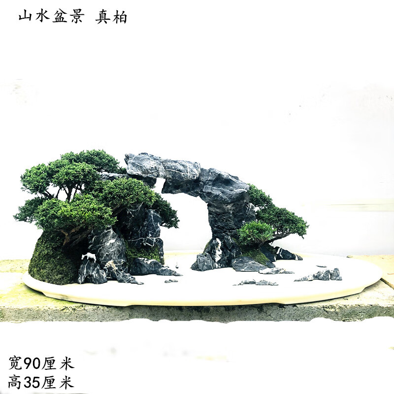 真柏水旱盆景山水树桩植物盆栽花卉大阪松罗汉松阳台庭院室内 浅灰色