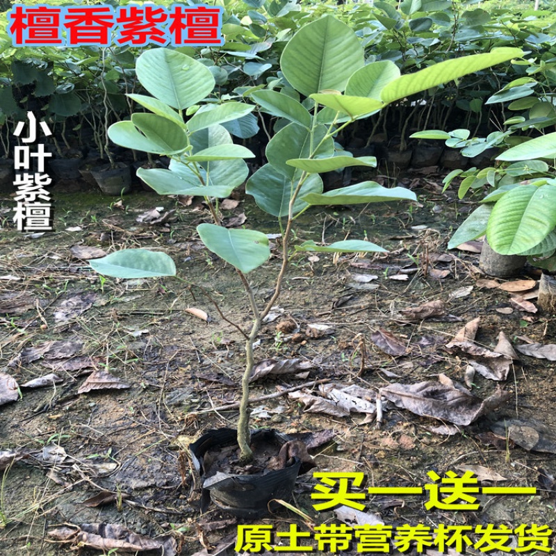 珍稀红木树种檀香紫檀苗小叶紫檀树苗虎雀a 小叶紫檀30cm-40cm买一 一