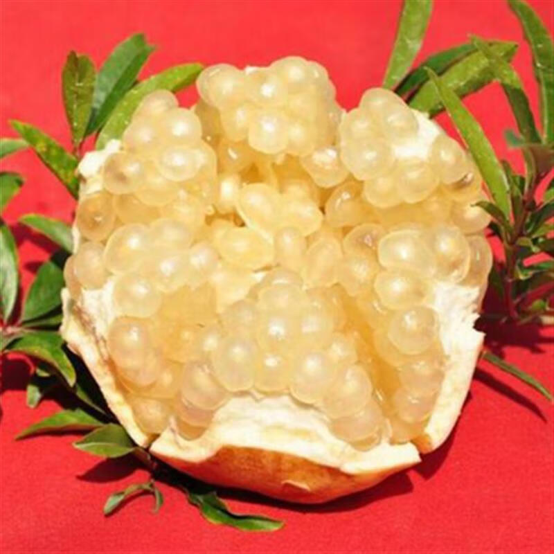 方种植盆栽地栽当年结果软籽石榴树树苗 白玉石榴5年苗【当年结果】