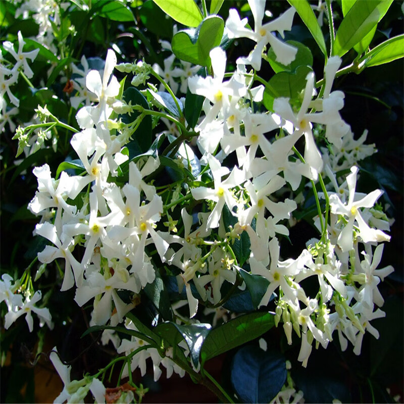 四季常青不落葉爬藤植物絡(luò)石藤大苗攀爬盆栽風(fēng)車茉莉花苗濃香芳香 爬藤銀絲茉莉3歲苗