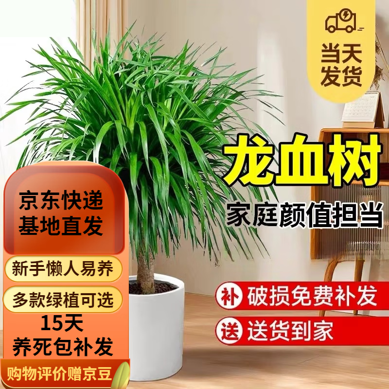 歐芽大型植物發(fā)財樹綠發(fā)財樹開業(yè)喬遷送禮盆景客廳花卉辦公室大型盆栽 龍血樹【50-60厘米】+圓柱樹脂盆 含盆