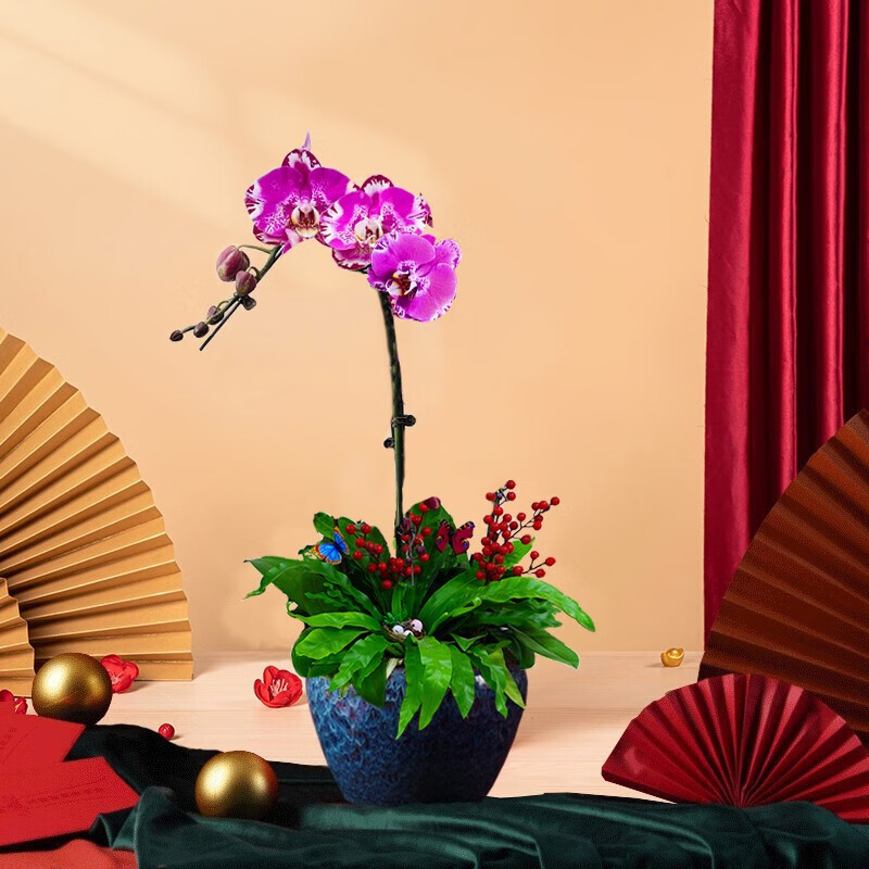 绿韵花田【两小时达】藏宝图蝴蝶兰带花苞盆栽高档兰花乔迁父亲节礼物