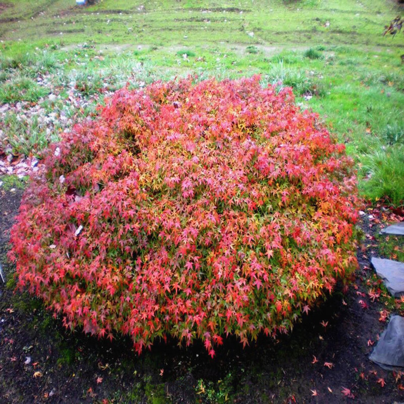 醉春木枫树 紫清姬 清姬 小叶枫树 日本红枫盆景枫树微型盆景素材 清