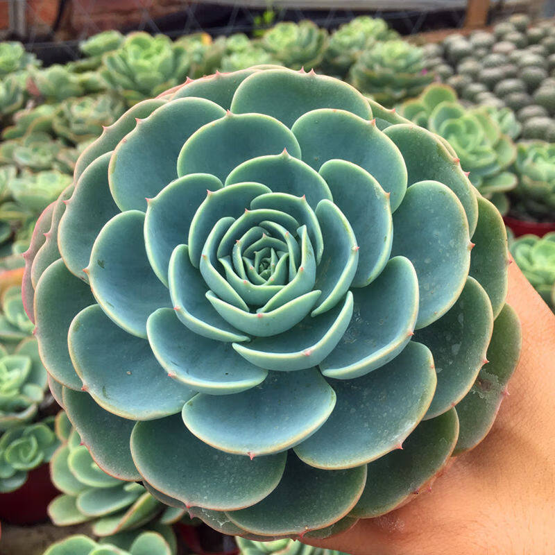 耘沫胭多肉植物多肉大单头老桩群生肉肉多肉花卉绿植 玉蝶9cm左右超