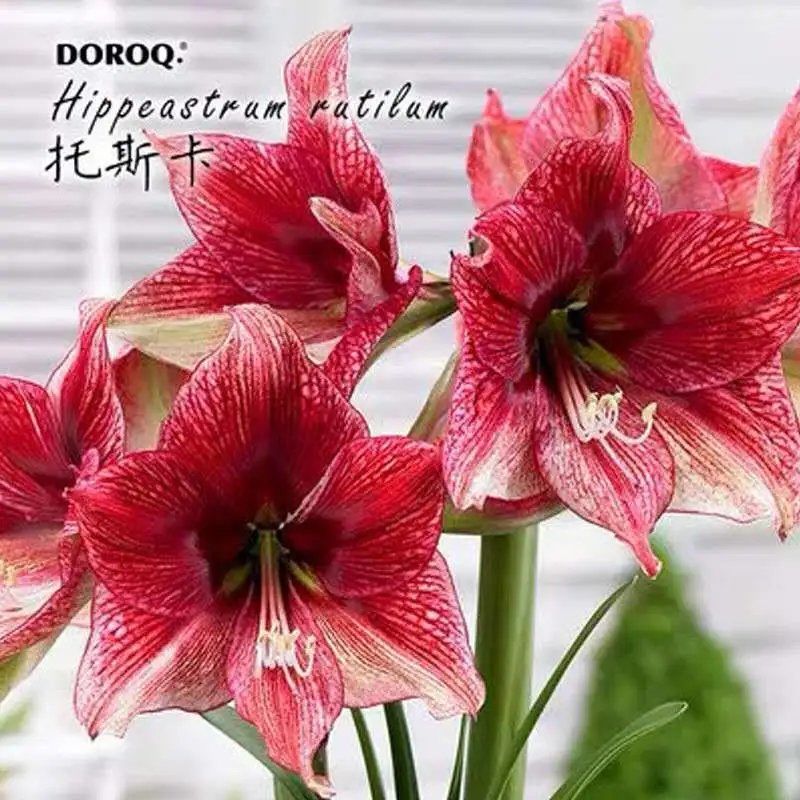 【精选】【企业店铺】荷兰进口朱顶红重瓣多年生球根植物绿植花卉盆栽