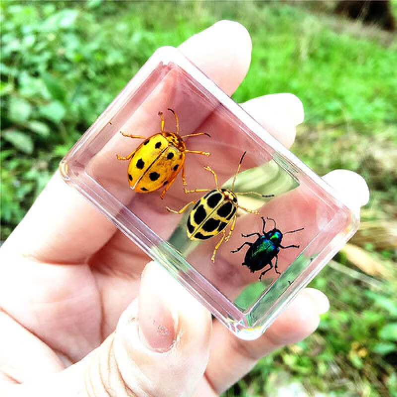 创京懿选真实小动物昆虫标本甲虫树脂标本琥珀益虫自然界科教动物标本