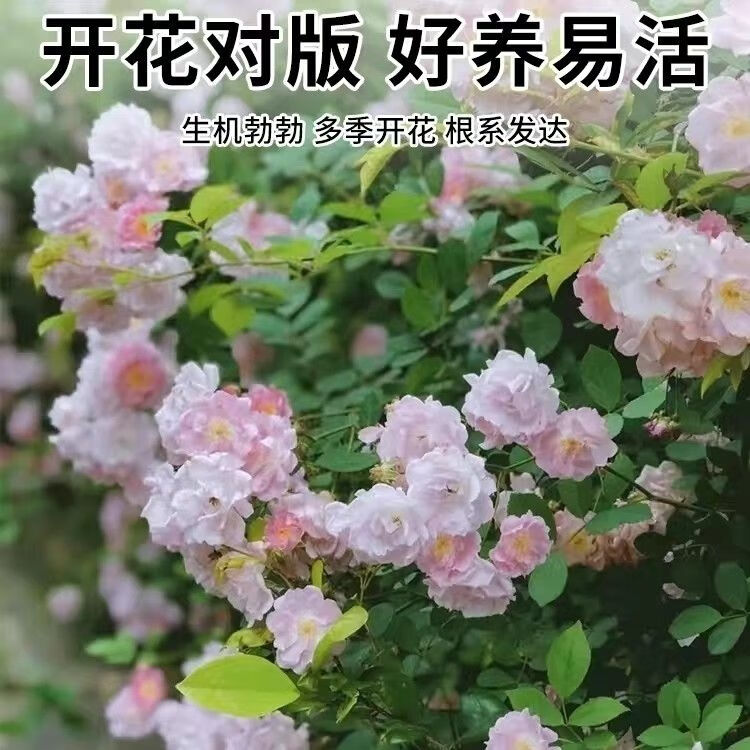 美漾爬墙蔷薇花 七姊妹蔷薇花 爬藤蔷薇七姐妹十姐妹 藤本月季花苗 无