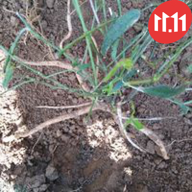 广西  细叶千斤力  新鲜千斤力 真正千斤力 500g