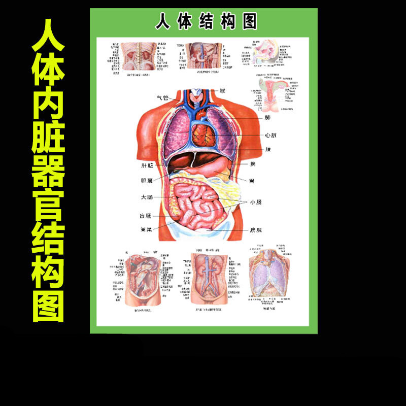 人体内脏解剖示意图全身器官分布图医院心脏解剖挂图医学海报 人体