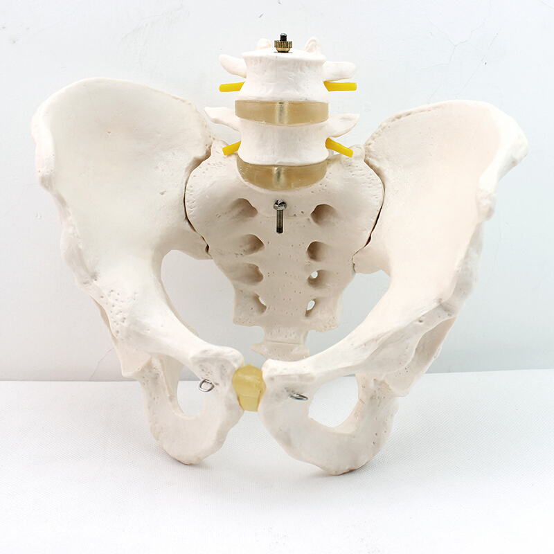 男性骨盆模型i两节腰椎髋骨骶骨尾骨i人体骨骼模型骨科盛和爱众 骼