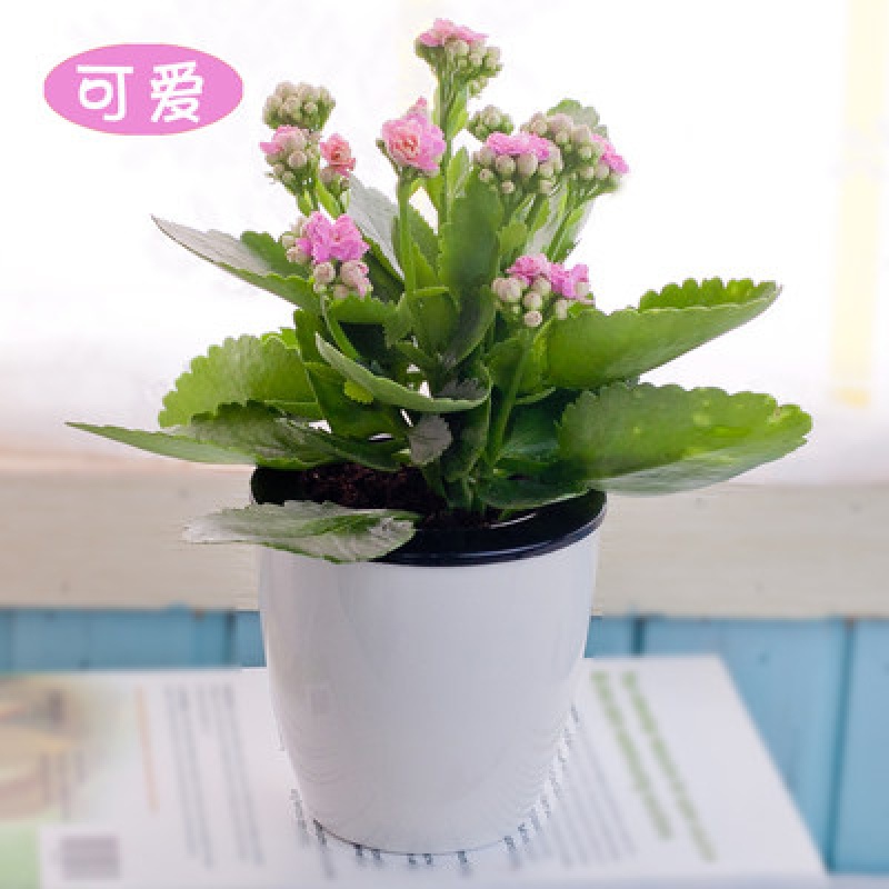 mojy重瓣长寿花带花苞室内观花小花卉盆栽桌面绿植物盆景 粉色 可爱
