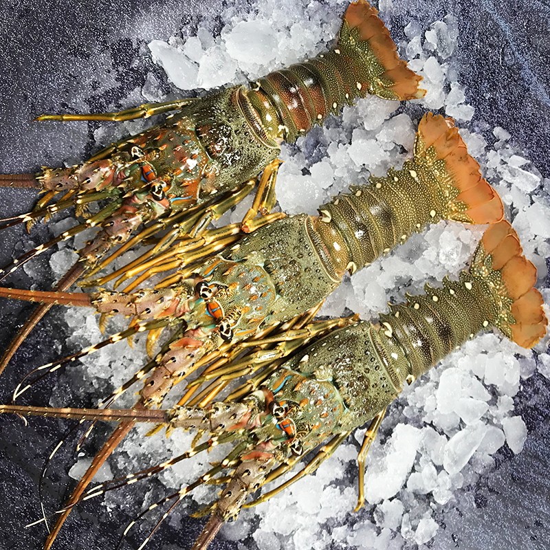 鲟食生鲜大龙虾生鲜小青龙虾冰鲜冷冻182斤小青龙仔海鲜大虾年货送礼