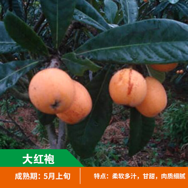 大红袍枇杷4年嫁接苗(当年结果)