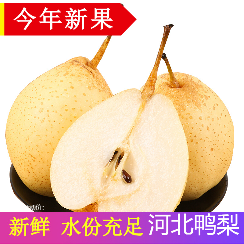 辰实【现货】梨子新鲜 河北鸭梨 当季水果脆甜梨子 大果 9斤 鸭梨大果