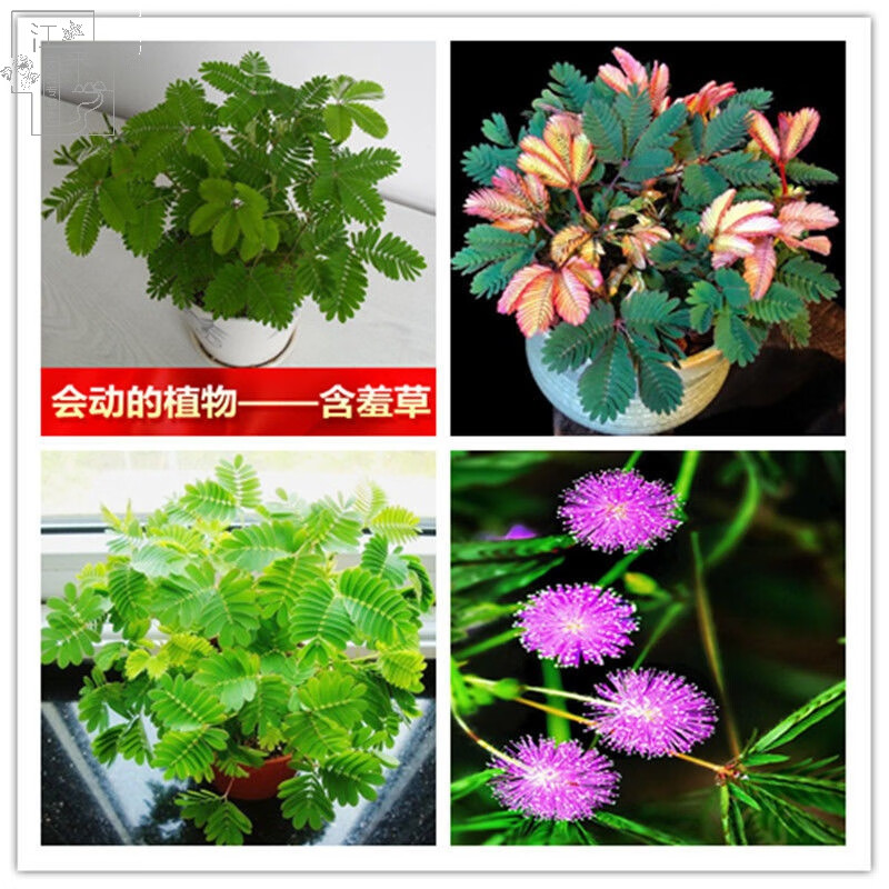 含羞草种子 彩叶害羞草 阳台盆栽植物庭院绿植花卉种子四季易种籽