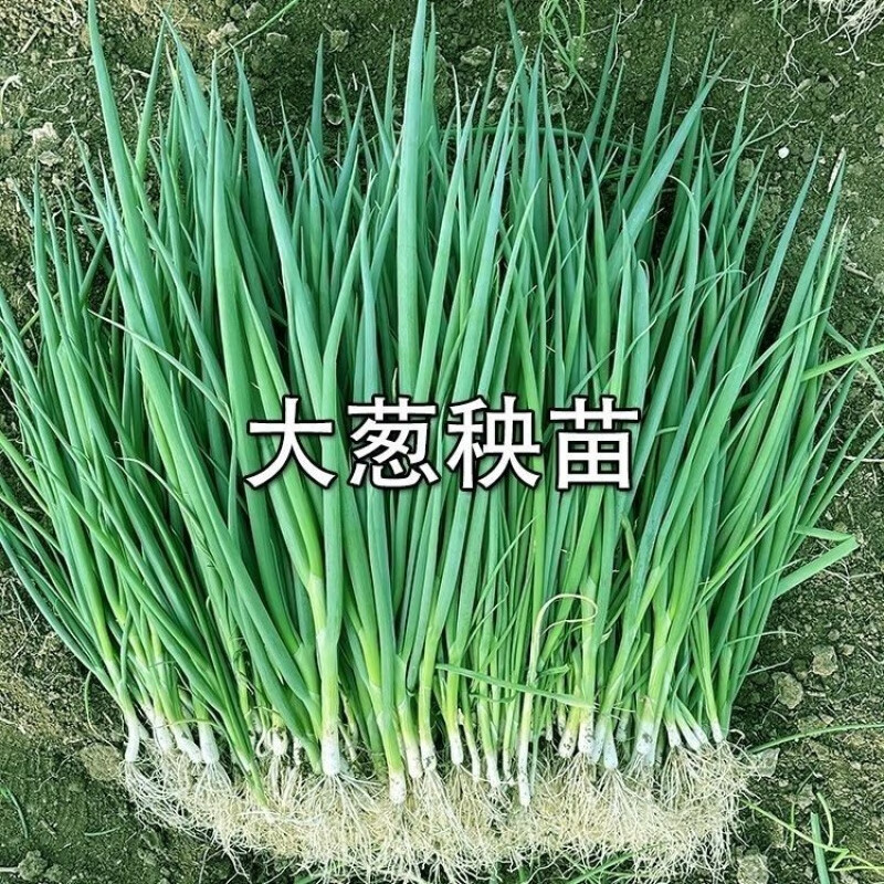葱根苗幼苗大葱苗秧子栽苗葱栽子山东葱苗批发秧苗 大葱秧苗5斤