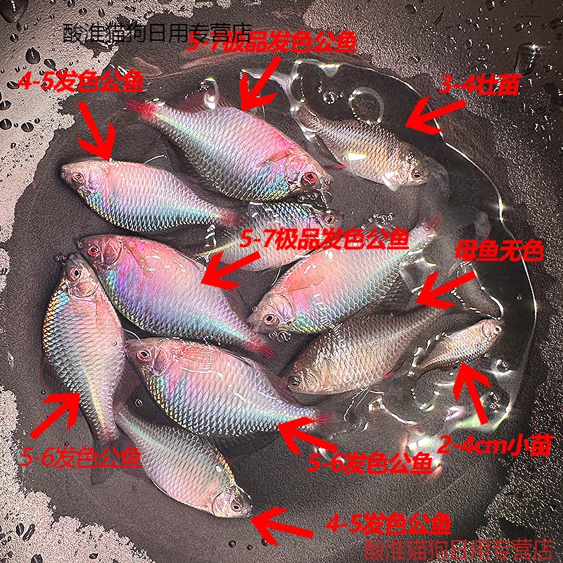 冷水鱼观赏鱼原生鱼淡水活鱼鱼鱼活苗 2-3cm公母混搭鳑鲏鱼16(小苗)