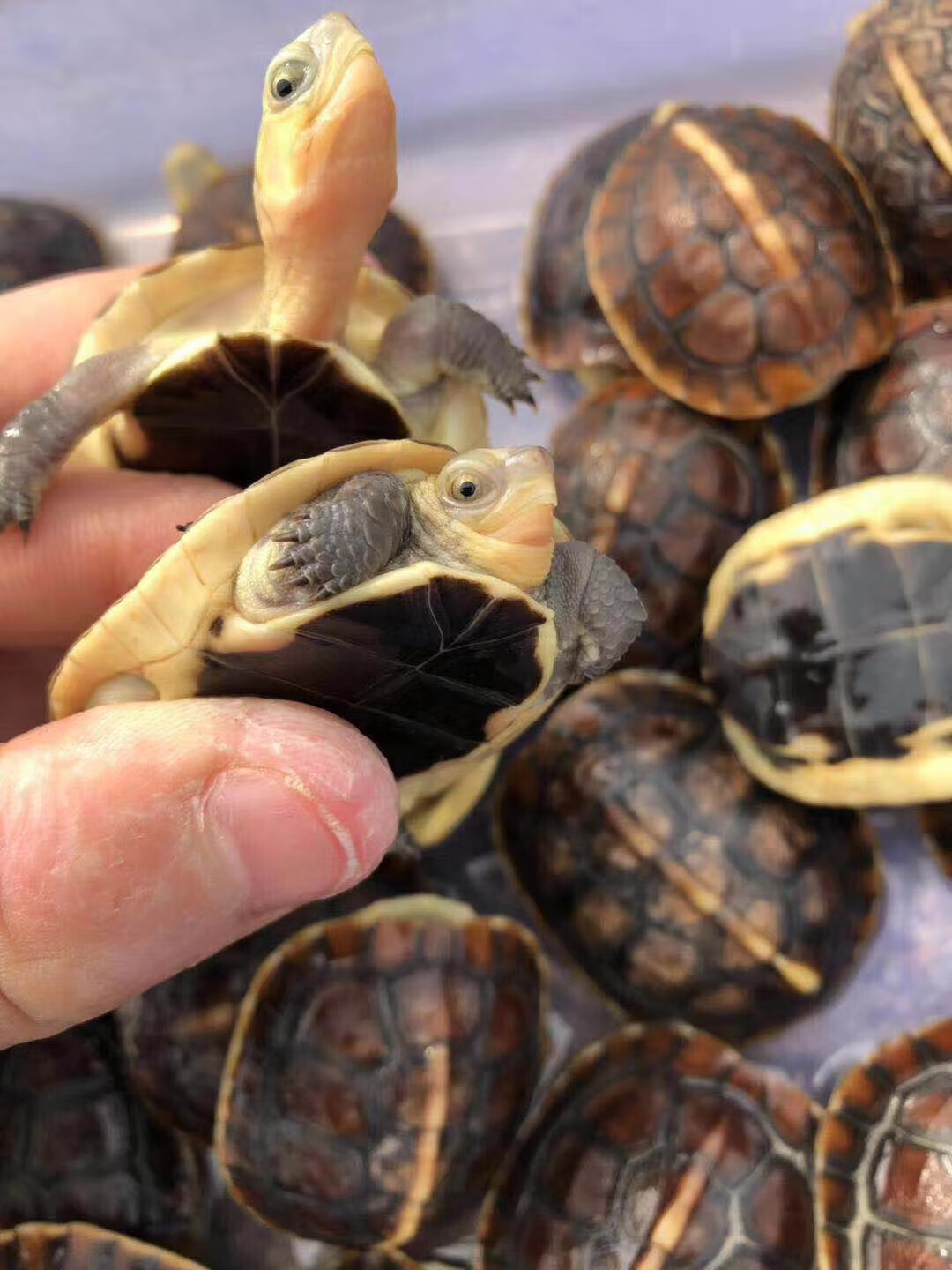 黄缘龟幼龟安徽苗活物安缘龟台缘龟小乌龟蛋海南大陆缘 小钱办大事 台