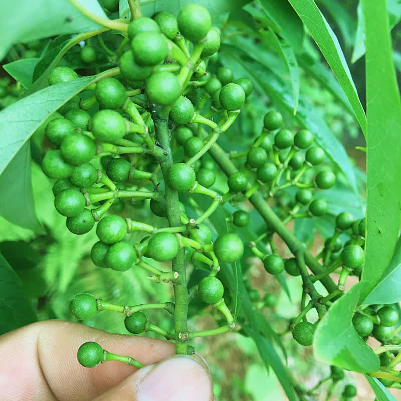 木姜子新鲜 湖南新鲜木姜子山胡椒现摘现发食用木酱子山仓子1斤500克