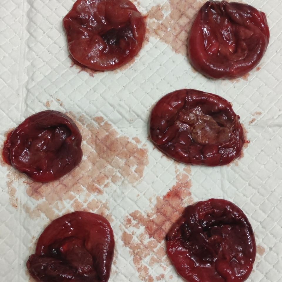 伟博猫的胞衣 猫胞 猫包 猫咪的胎盘批发零售 顺丰 鲜