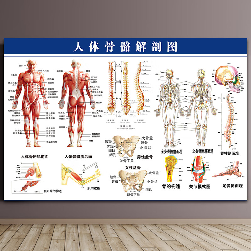 萌念人体内脏解刨示意图人体解剖图结构示意图人体内脏器官骼肌肉构造