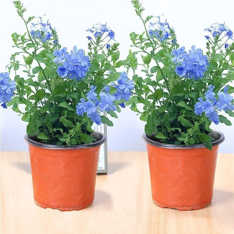 爱帛哆蓝雪花盆栽蓝雪花盆栽大苗蓝雪花老桩植物花卉室内阳台庭院耐热