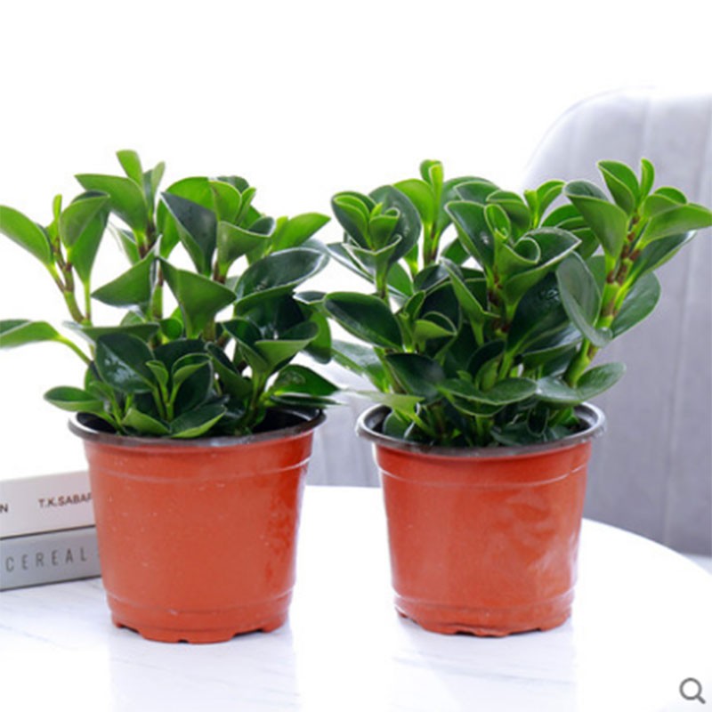 豆瓣绿青叶碧玉绿萝植物办公室盆栽室内绿植盆景豆瓣绿 2盆豆瓣绿不含