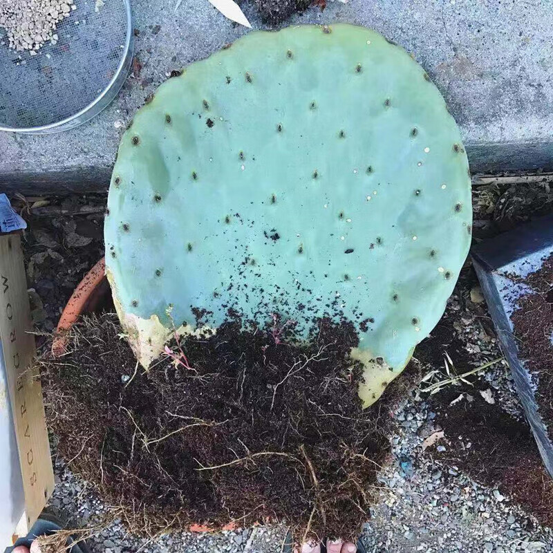 花e流仙人镜仙人掌类植物多肉开花好养活净化空气盆栽室内绿植大型