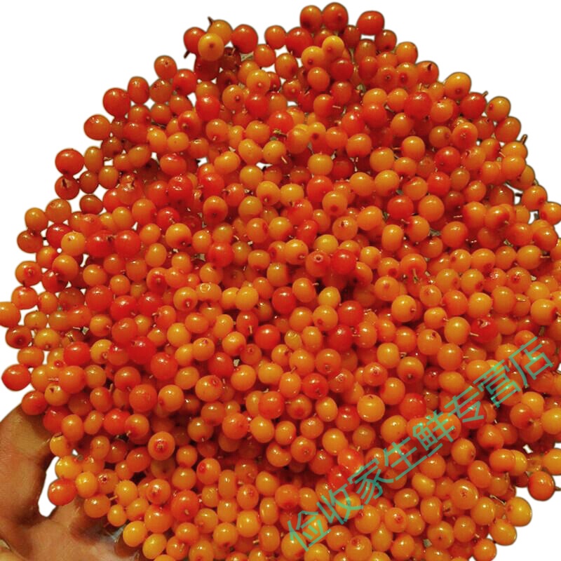 梁山精选新鲜吕梁沙棘果醋柳果榨汁 沙棘果5斤