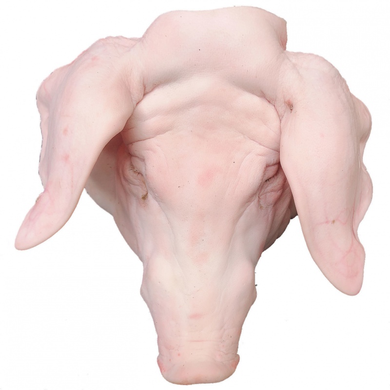 新鲜猪头土猪整只大猪头1个称重 16斤