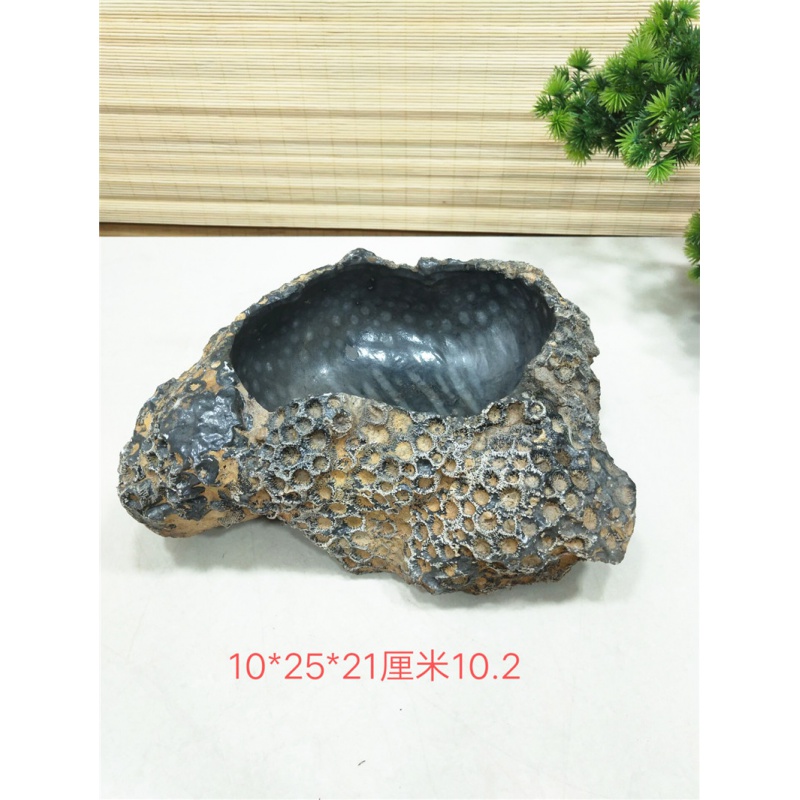 古珍 珊瑚虫化石小型鱼缸烟灰缸 蜂窝化石摆件多肉植物小花盆奇石原