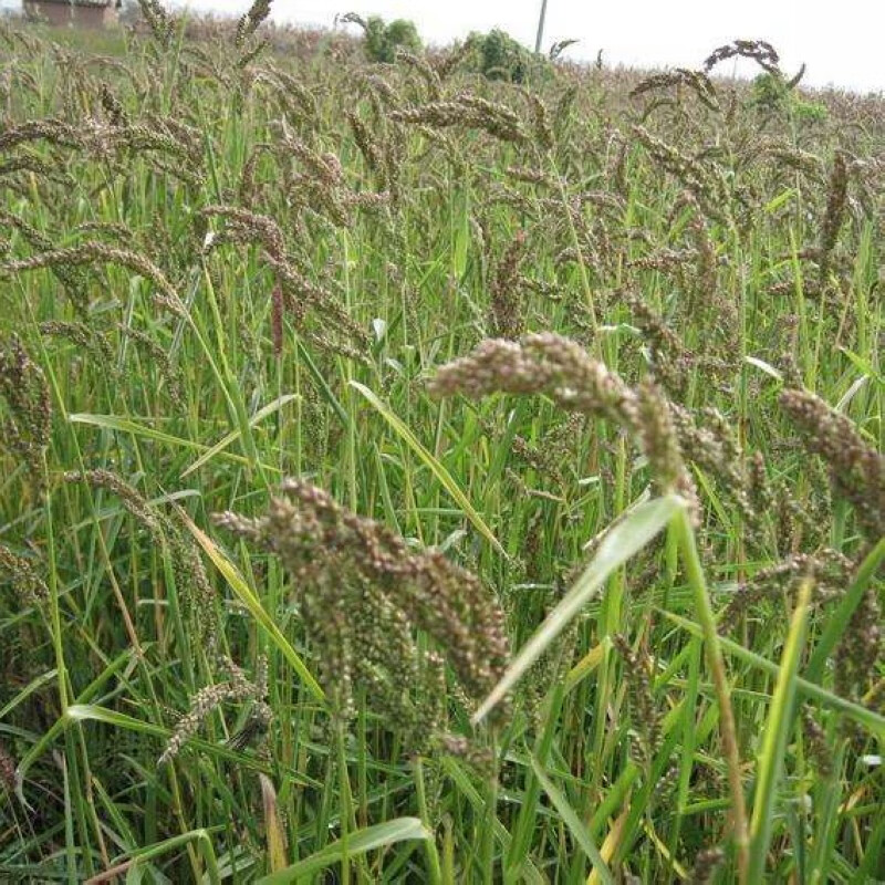 卓天(zhuotian)水稗草种子小米草子高产水草耐水淹耐旱湖南稷子养殖鱼