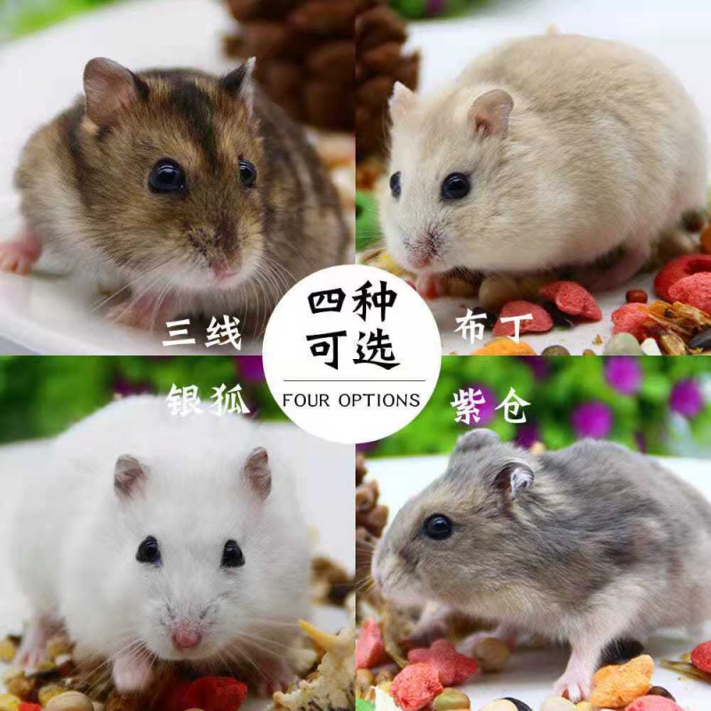 hkna精选仓鼠活体已打疫苗苍鼠一对情侣小仓鼠运输 自选2只(品种留言)