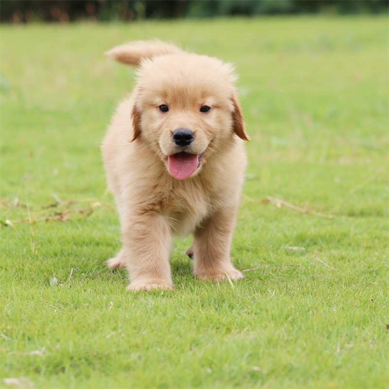 宠汪宠喵 纯种金毛幼犬双血统狗狗活体幼犬金毛犬中型犬适合家庭喂养