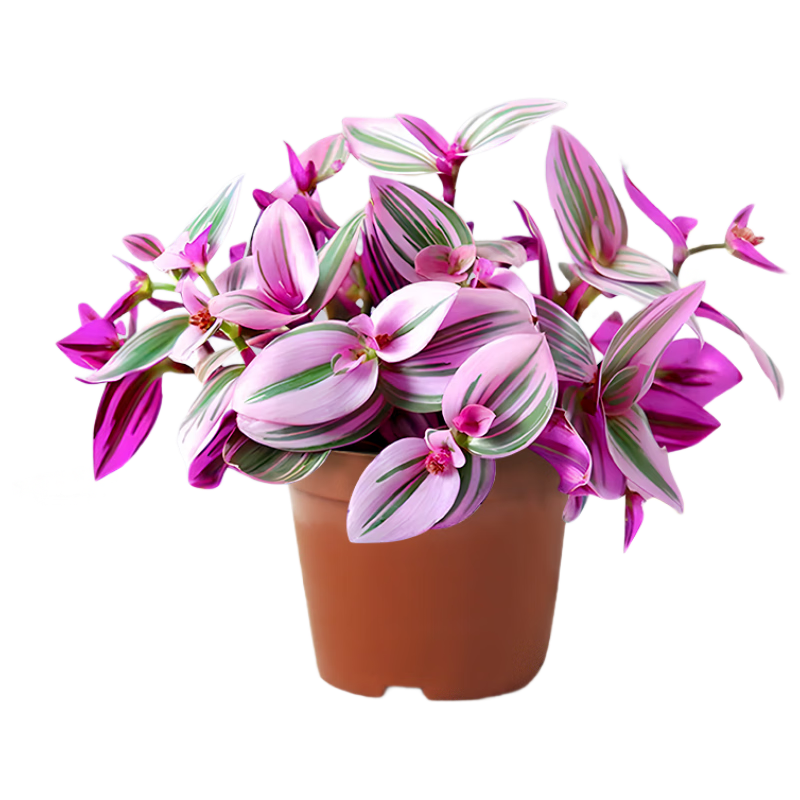 �������ͻ�����������԰칫���������ļ���ֲԭ��Դͷֱ��