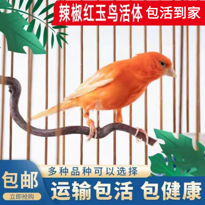 dsnzy玉鸟活体芙蓉活体玉鸟金丝活体白燕子鸣鸟观赏鸟繁殖鸟辣椒红