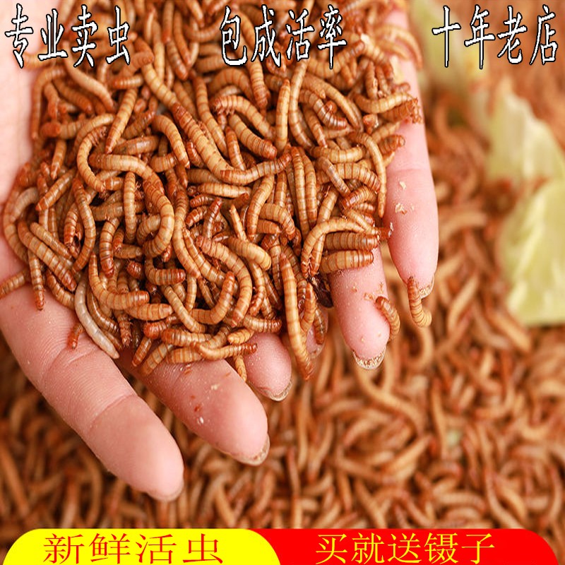 虫吃 相关京东优惠商品 价格图片品牌优惠券 虎窝购