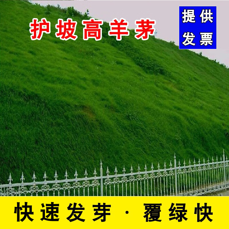 卓天(zhuotian)进口草坪种子草籽四季常青矮生免修剪庭院别墅绿化护坡