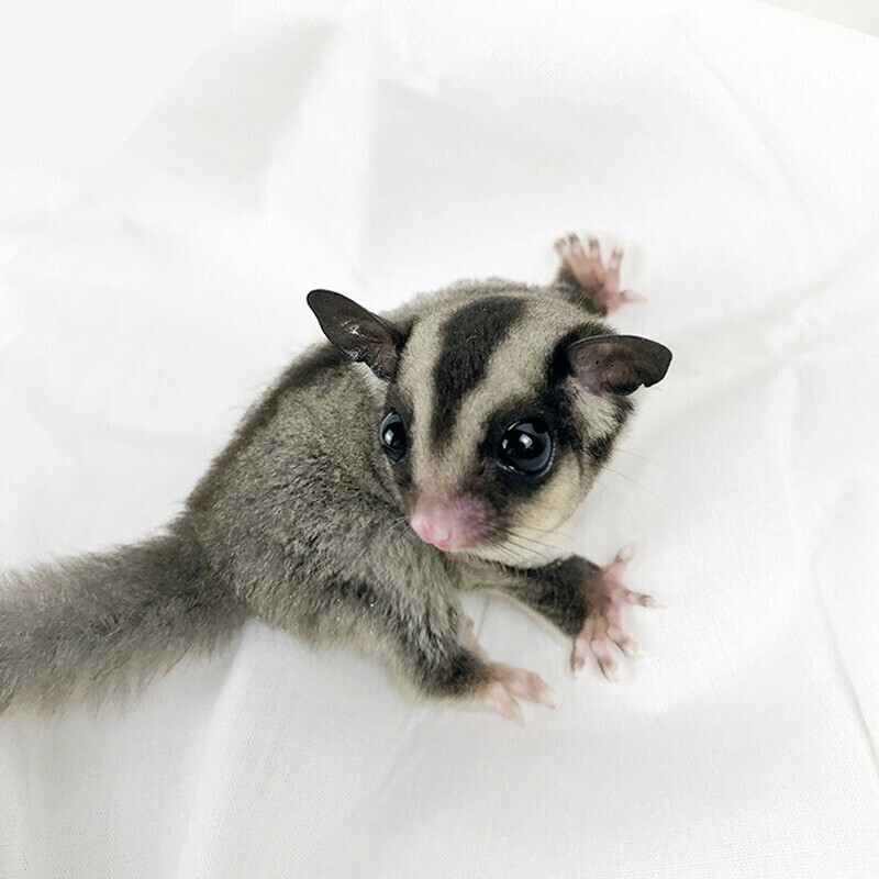 京东异宠活体历史价格查询在哪|异宠活体价格比较