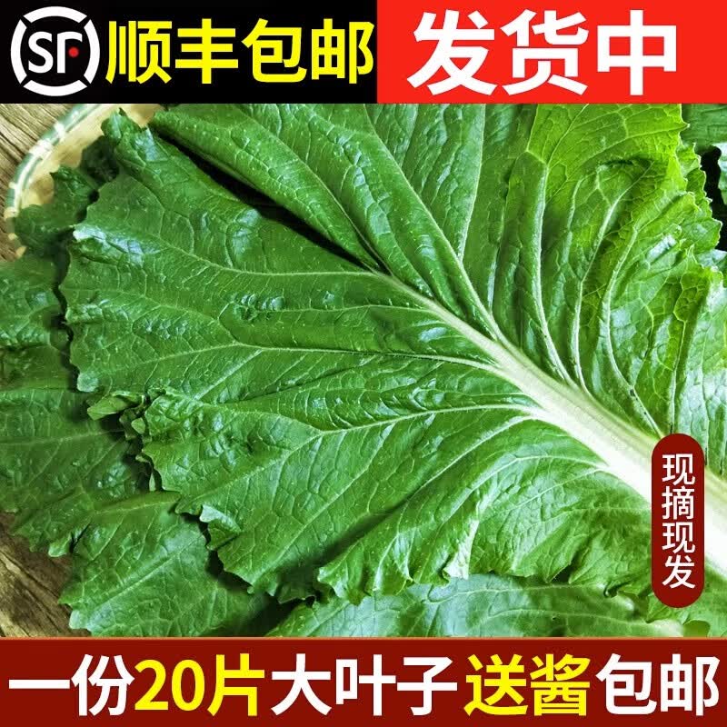 林中山【顺丰发货】新鲜大白菜叶东北农家蔬菜包饭包叶子蘸酱菜现摘现