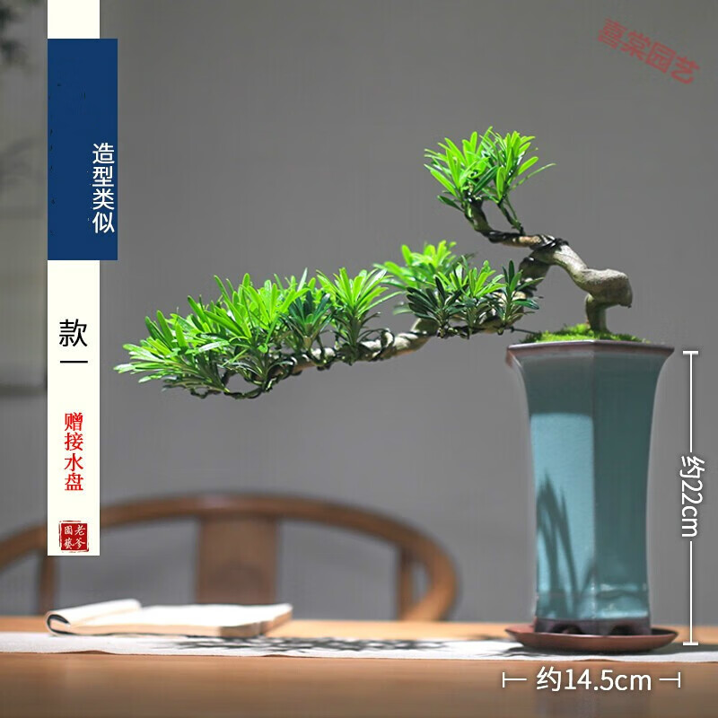 素蜜罗汉松造型树盆景老桩室内盆栽摆件绿植客厅桌面中式风茶室 款一