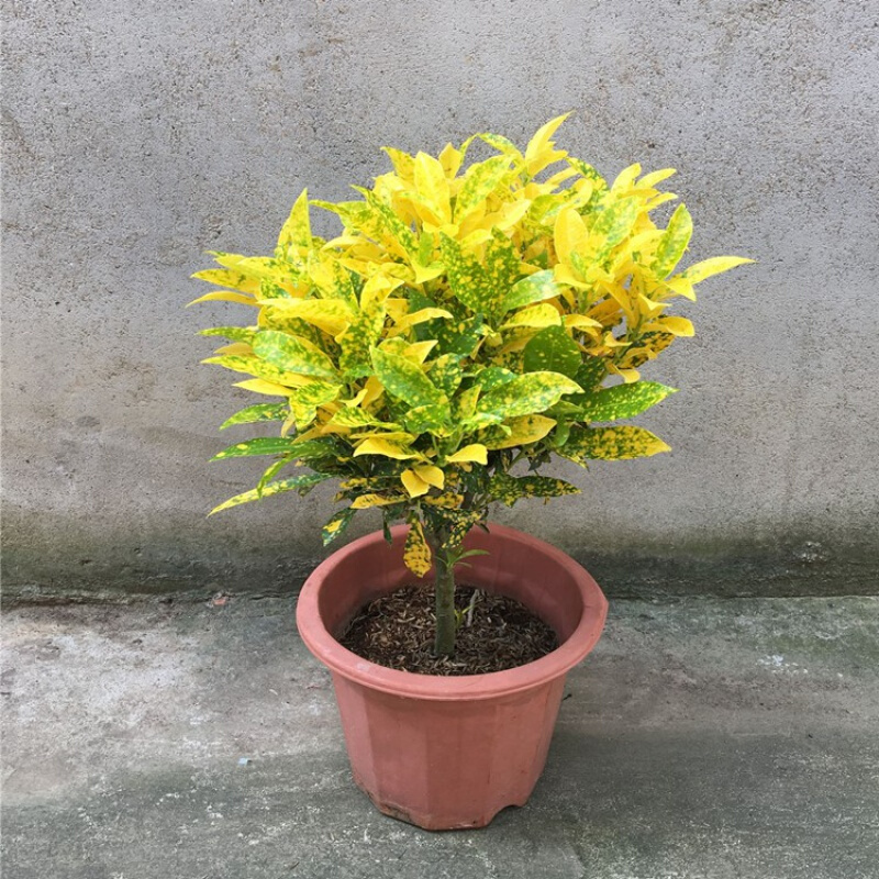 彩色洒金珊瑚盆景室内外盆栽黄金万两书房客厅办公桌绿植 洒金珊瑚