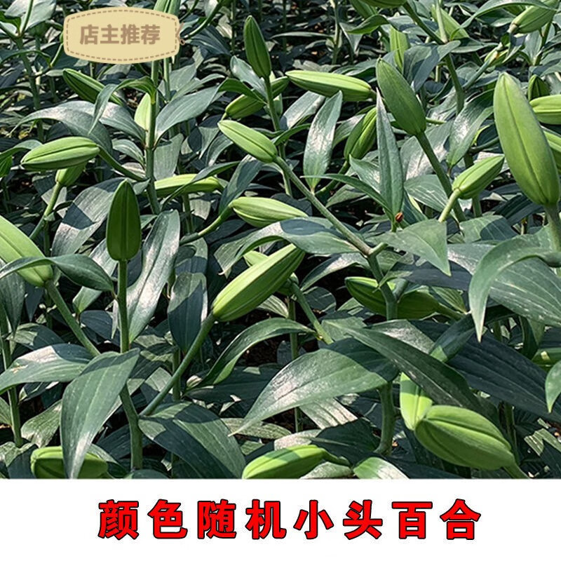 香水百合花多头鲜花云南直发百合新鲜鲜百合混搭鲜花速递水养真的