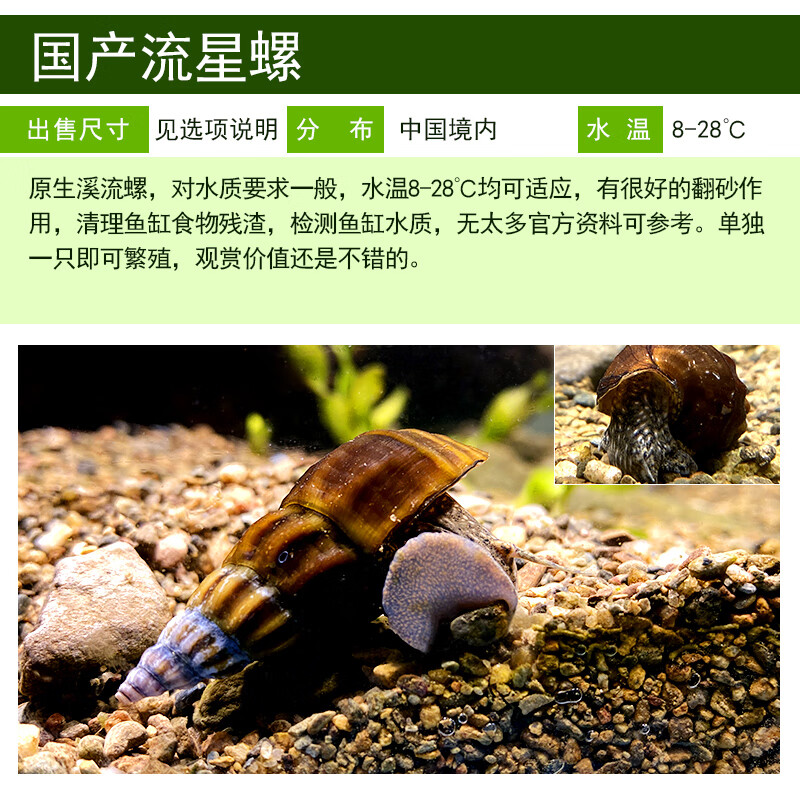 国产流星宝塔螺刺螺原生淡水溪流冷水扭螺苏拉威西橙兔螺除藻翻砂 1只