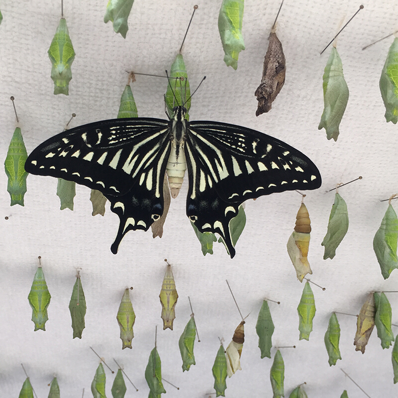 真蝴蝶蛹 体蝴蝶蛹 婚礼蝴蝶放飞 礼饲养观察小昆虫宠 5只蝶蛹